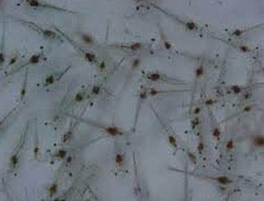 TÔM CÀNG XANH GIỐNG TOÀN ĐỰC CHỌN LỌC HÌNH THỂ