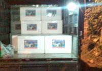 TÔM CÀNG XANH GIỐNG TOÀN ĐỰC CHỌN LỌC HÌNH THỂ