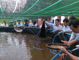 Cà Mau: Hiệu quả từ mô hình hỗ trợ thiết bị ương tôm giống phục vụ nuôi tôm 02 giai đoạn