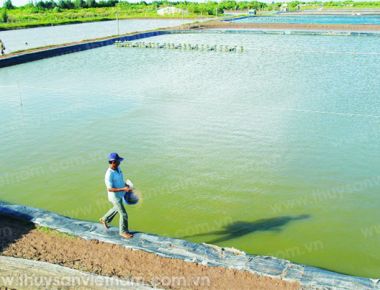 Bổ sung dinh dưỡng cho tôm