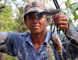 Tôm càng xanh phù hợp với vùng bị xâm nhập mặn
