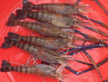 Thu hoạch tôm càng xanh 04