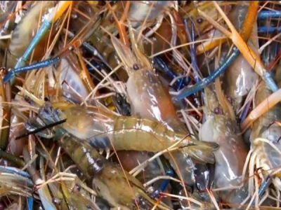 TÔM CÀNG XANH - SIZE 10 CON/ KG