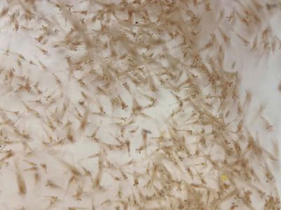 TÔM CÀNG XANH GIỐNG TOÀN ĐỰC CHẤT LƯỢNG CAO