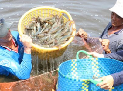 Tư vấn các hệ thống chất lượng