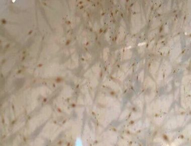 TÔM CÀNG XANH GIỐNG TOÀN ĐỰC CHỌN LỌC HÌNH THỂ