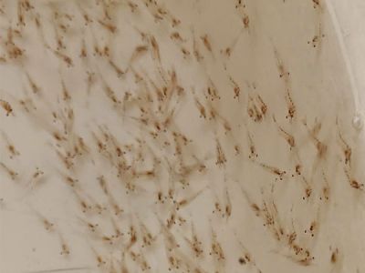 TÔM CÀNG XANH GIỐNG TOÀN ĐỰC CHỌN LỌC HÌNH THỂ