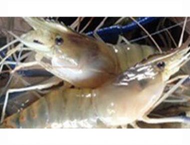 Tôm càng xanh 6 tháng tuổi