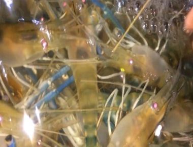 Thu hoạch tôm càng xanh 05