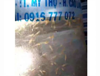 TÔM CÀNG XANH GIỐNG TOÀN ĐỰC CHỌN LỌC HÌNH THỂ